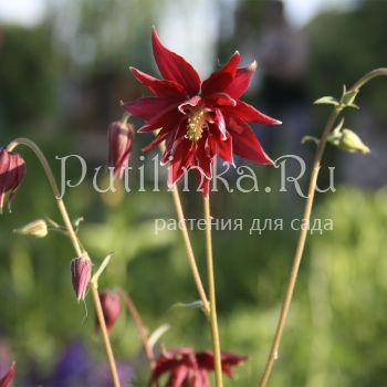 Аквилегия обыкновенная Ruby Port (Aquilegia vulgaris var. stellata plena Ruby Port)